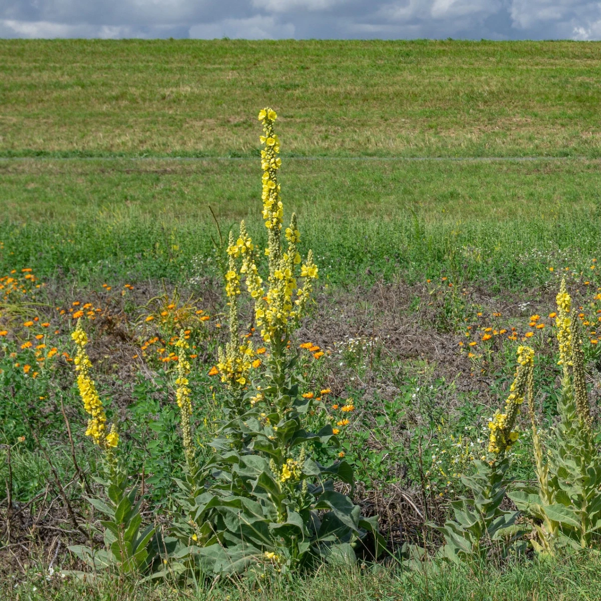 Divizna velkokvětá - Verbascum densiflorum - semena divizny - 300 ks