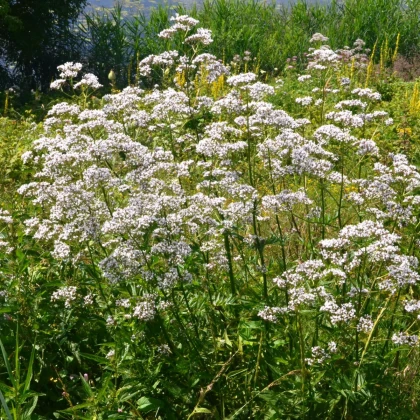 Kozlík lékařský - Valeriana officinalis - semena kozlíku - 150 ks