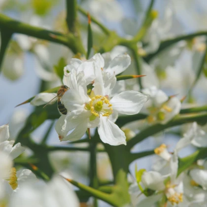 Citronečník trojlistý - Citrus trifoliata - semena citronečníku - 4 ks