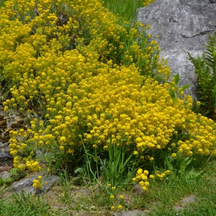 Tařice skalní Gold Dust - Alyssum saxatile - semena tařice - 150 ks