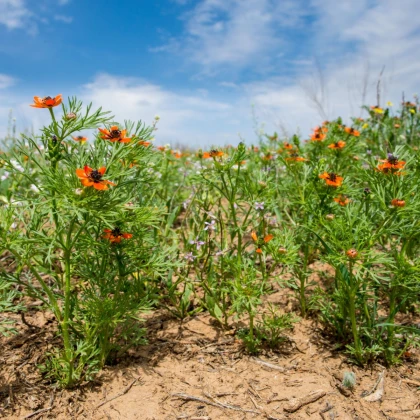 Hlaváček letní - Adonis aestivalis - semena hlaváčku - 80 ks