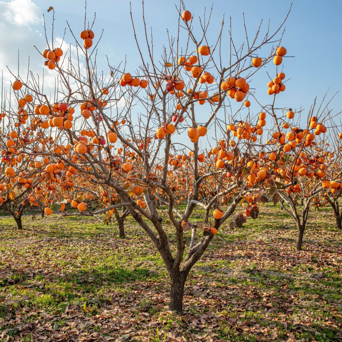 Tomel japonský - Diospyros kaki - semena tomelu - 4 ks