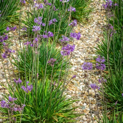 Česneková tráva - Tulbaghia violacea - semena česnekové trávy - 5 ks