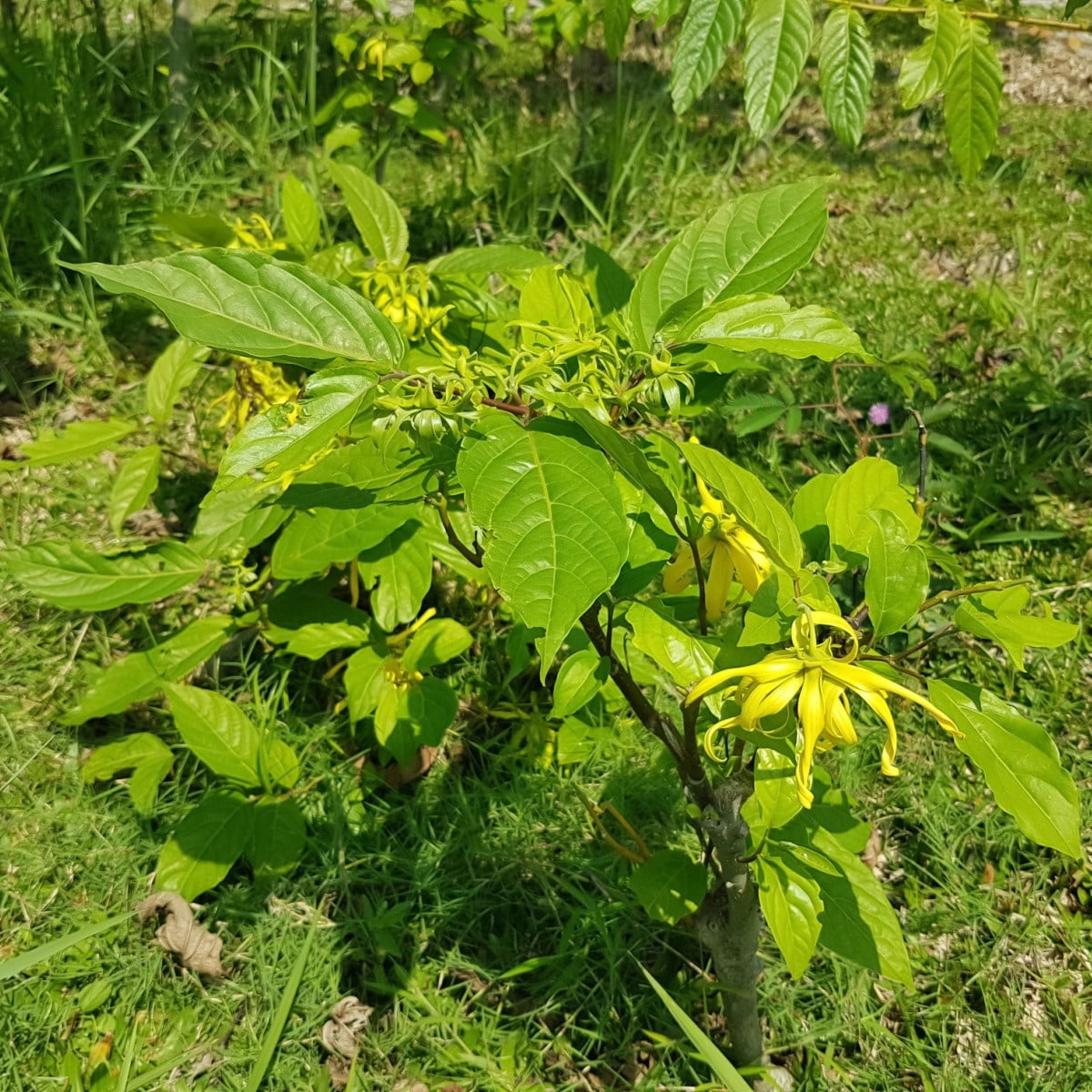 Kananga vonná - Cananga odorata - semena kanangy - 8 ks
