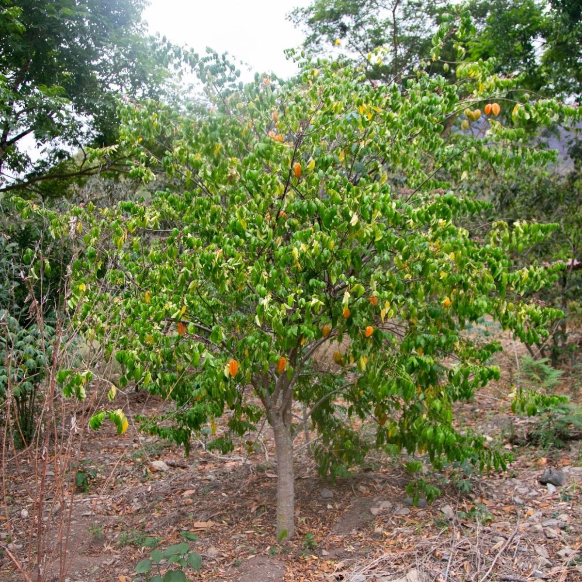 Karambola - Čínská hvězdice - Averrhoa carambola - semena karamboly - 5 ks