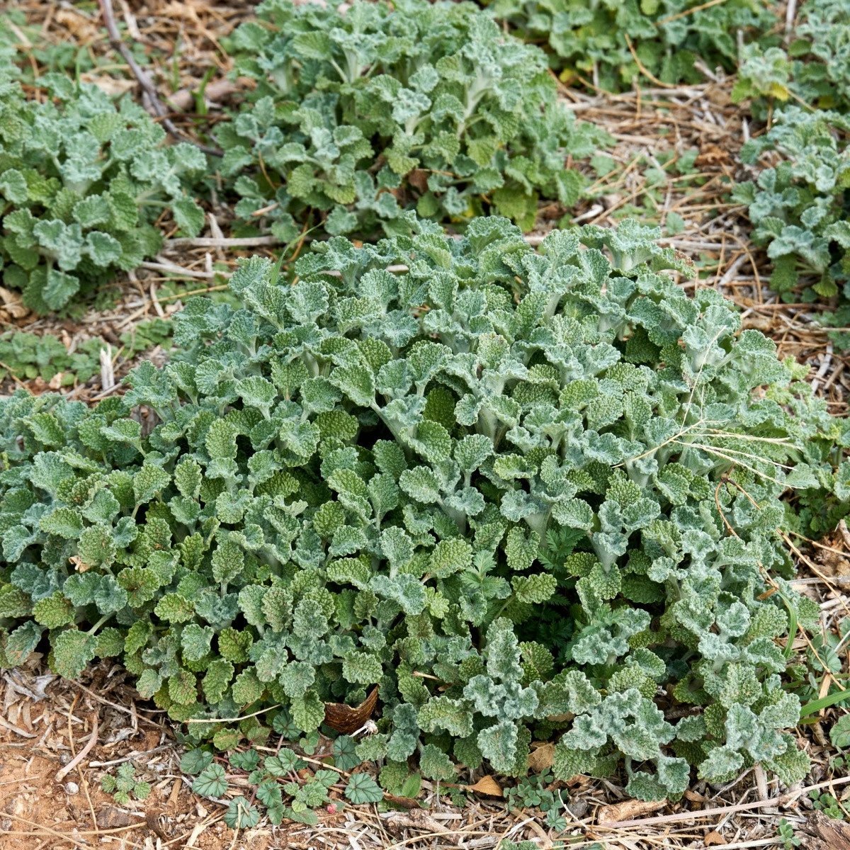 Jablečník obecný - Marrubium vulgare - semena jablečníku - 12 ks
