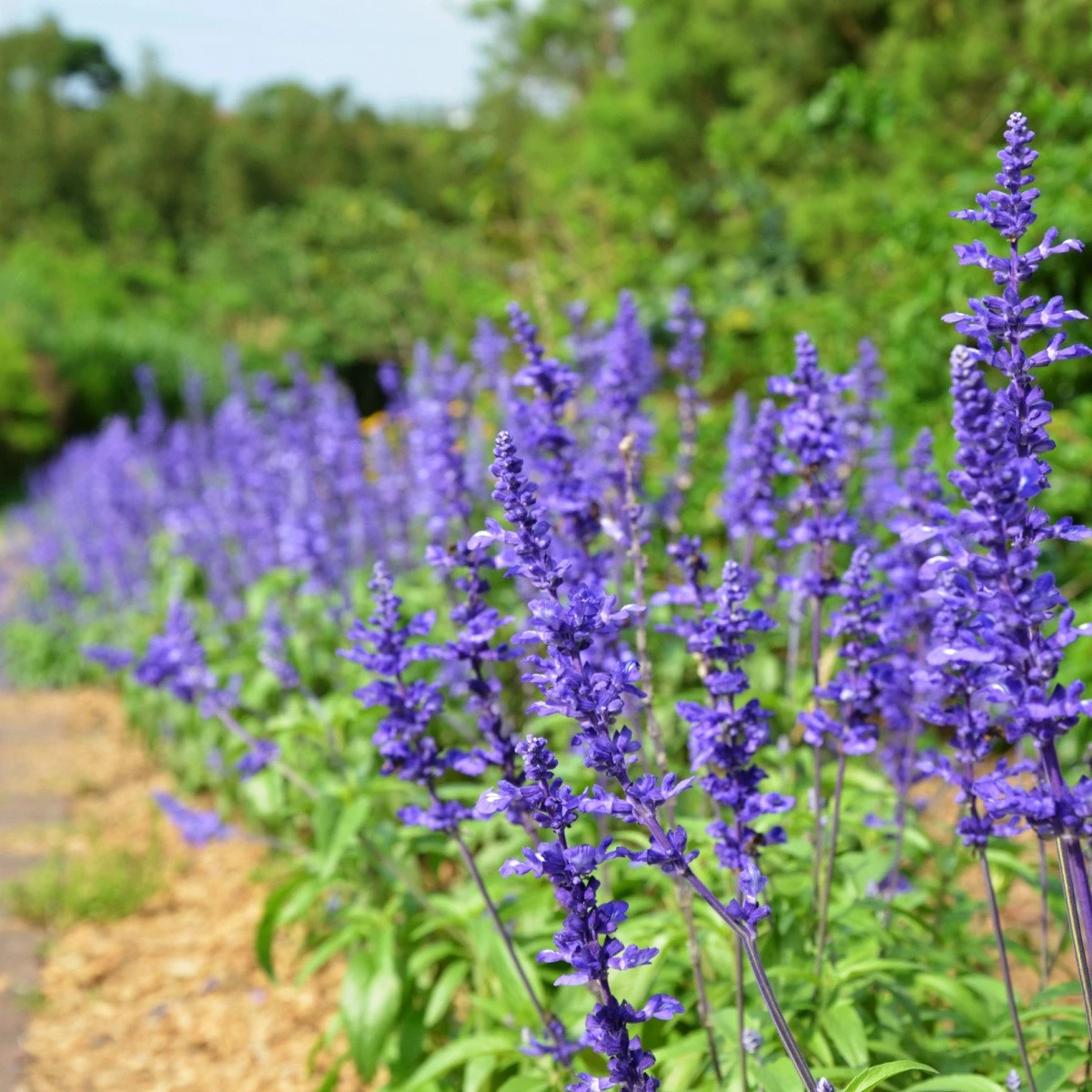 Šalvěj pomoučená modrá - Salvia farinacea - semena šalvěje - 30 ks