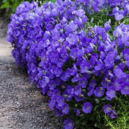 Zvonek karpatský modrý - Campanula carpatica - semena zvonku - 400 ks