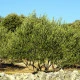 Olivovník evropský - Olea europeae - semena olivovníku - 5 ks