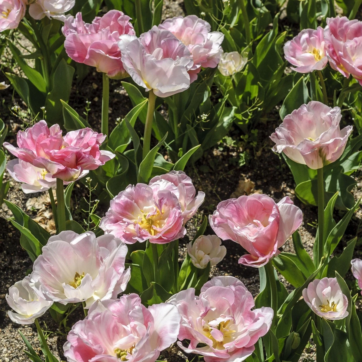 Tulipán Angelique - Tulipa Angelique - cibuloviny - 3 ks