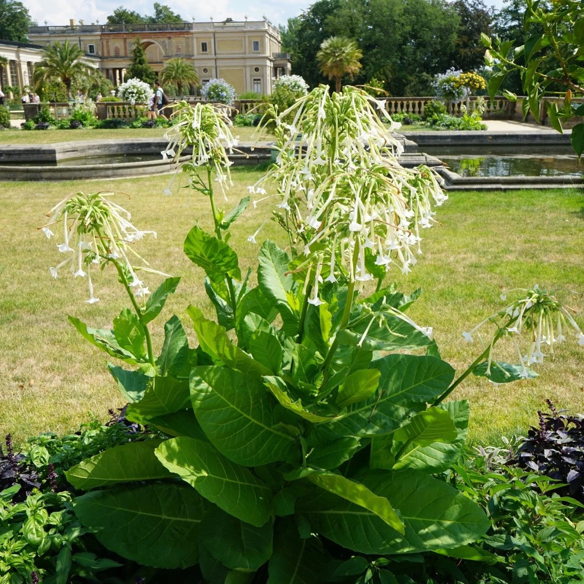 Tabák planý - Nicotiana sylvestris - semena tabáku - 200 ks
