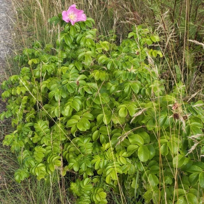 Růže svraskalá - Rosa rugosa - semena růže - 10 ks
