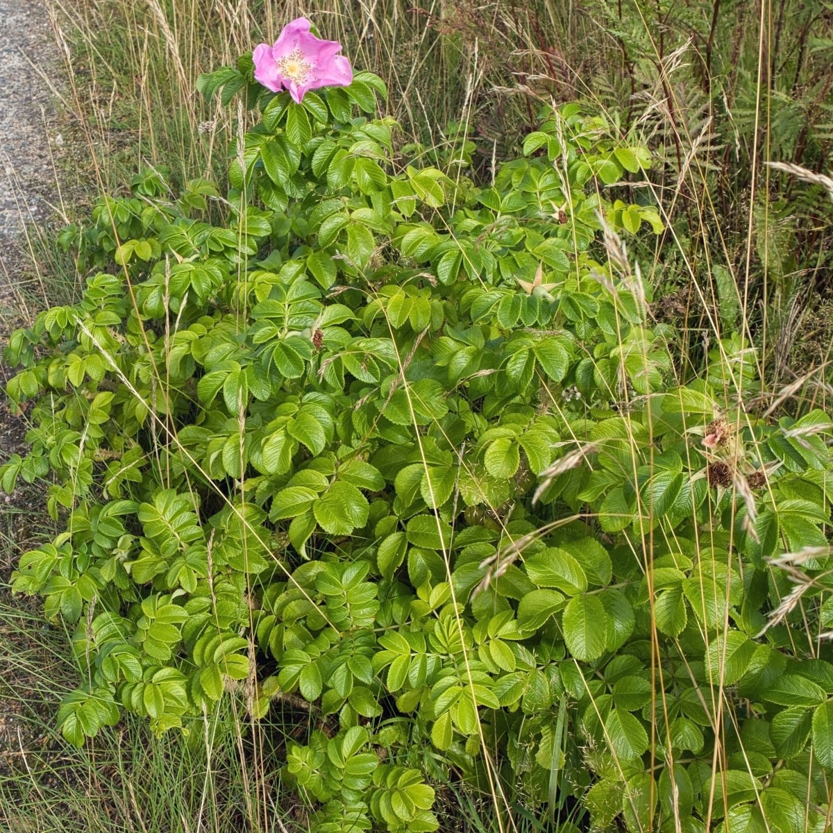 Růže svraskalá - Rosa rugosa - semena růže - 10 ks