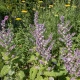 Šalvěj muškátová - Salvia sclarea - semena šalvěje - 50 ks