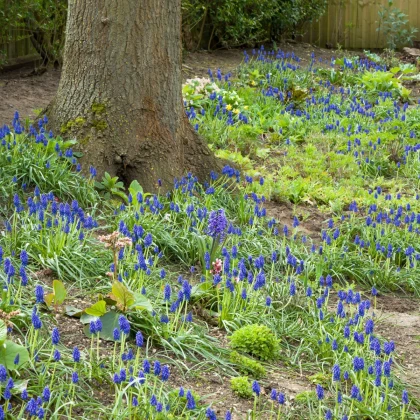 Modřenec arménský - Muscari armeniacum - cibule modřence - 5 ks