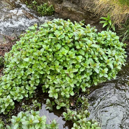 Máta vodní - Mentha aquatica - semena máty - 30 ks