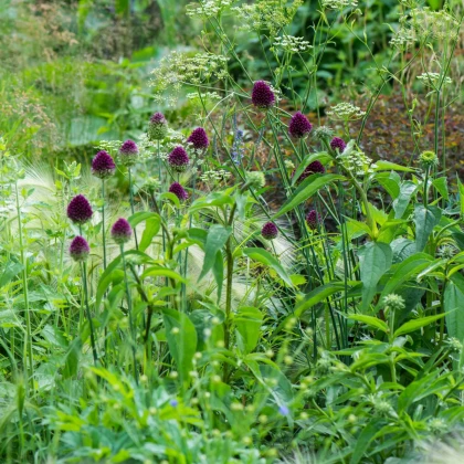 Česnek okrasný - Allium Sphaerocephalon - cibule okrasného česneku - 3 ks