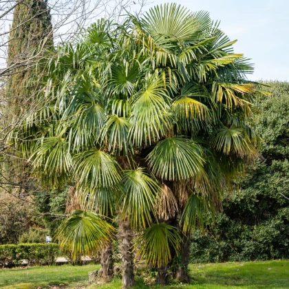 Žumara ztepilá - Trachycarpus fortunei - semena palmy - 2 ks