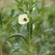 Ibišek jedlý - Okra - Abelmoschus esculentus - semena ibišku - 8 ks