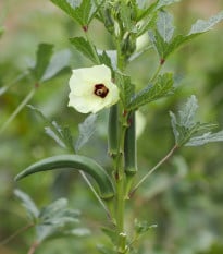 Ibišek jedlý - Okra - Abelmoschus esculentus - semena ibišku - 8 ks