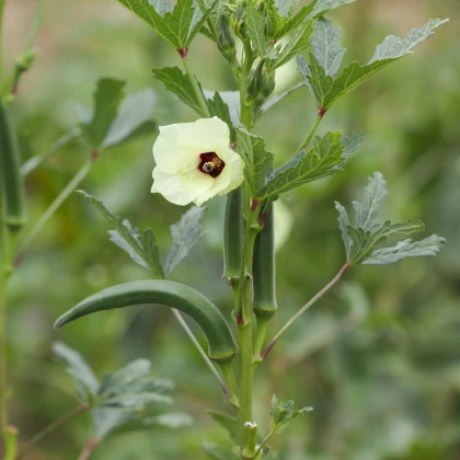 Ibišek jedlý - Okra burgunda - semena ibišku - 8 ks