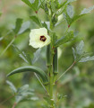 Ibišek jedlý - Okra - Abelmoschus esculentus - semena ibišku - 8 ks