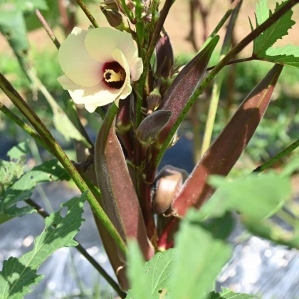 Ibišek jedlý - Okra burgunda - semena ibišku - 8 ks