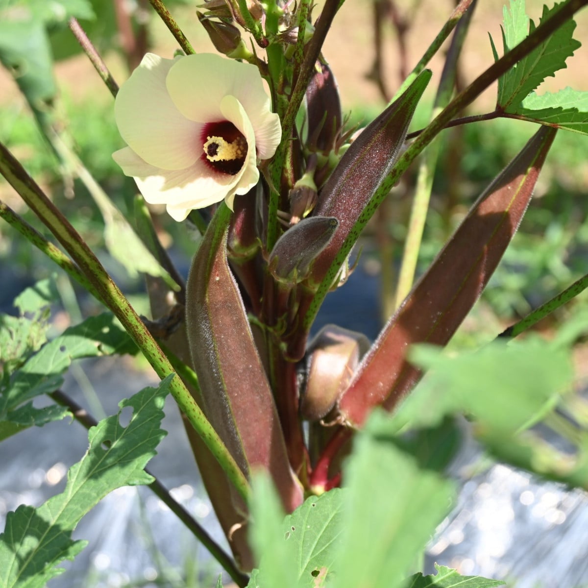Ibišek jedlý - Okra burgunda - semena ibišku - 8 ks