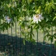 Mučenka modrá - Passiflora caerulea - semena mučenky - 5 ks