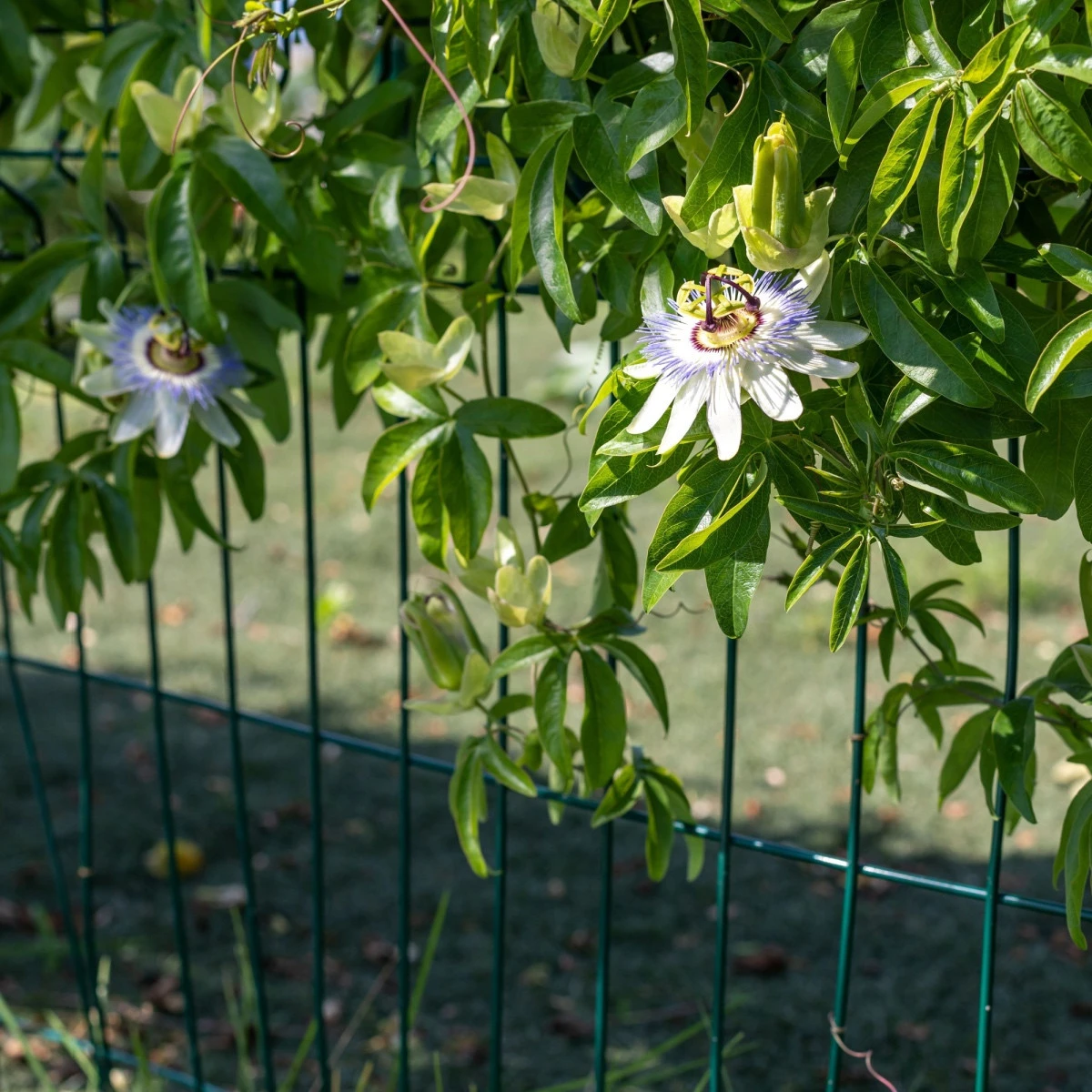 Mučenka modrá - Passiflora caerulea - semena mučenky - 5 ks