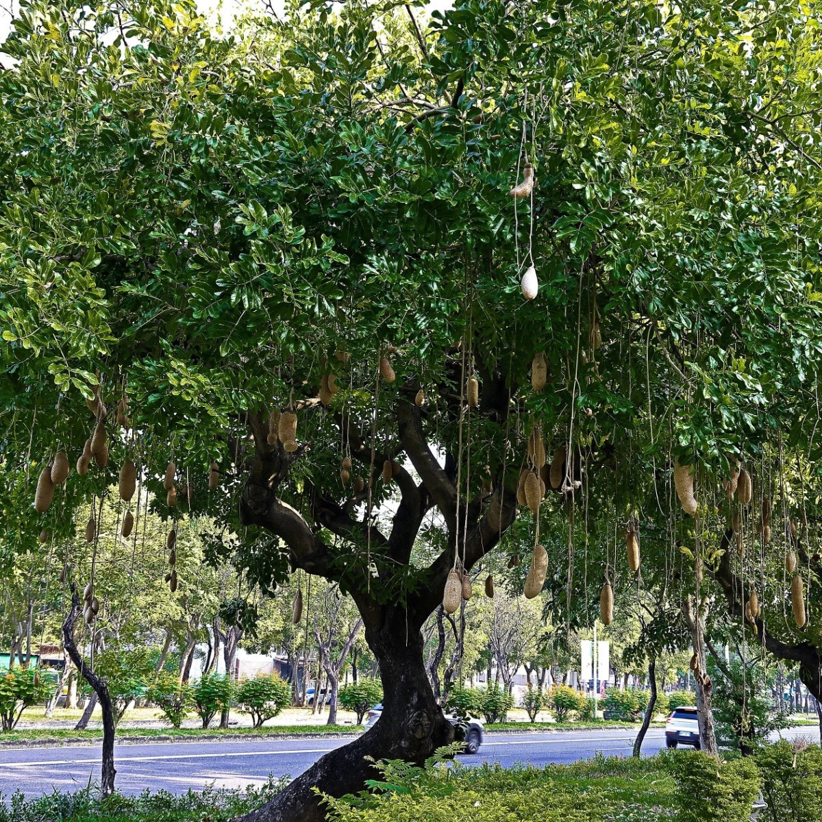 Salámový strom - Kigelia africana - semena salámového stromu - 4 ks