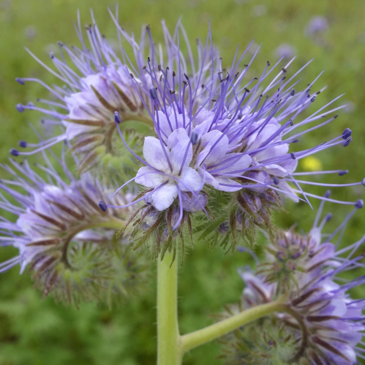 Svazenka vratičolistá - Phacelia tanacetifolia - semena svazenky - 50 ks