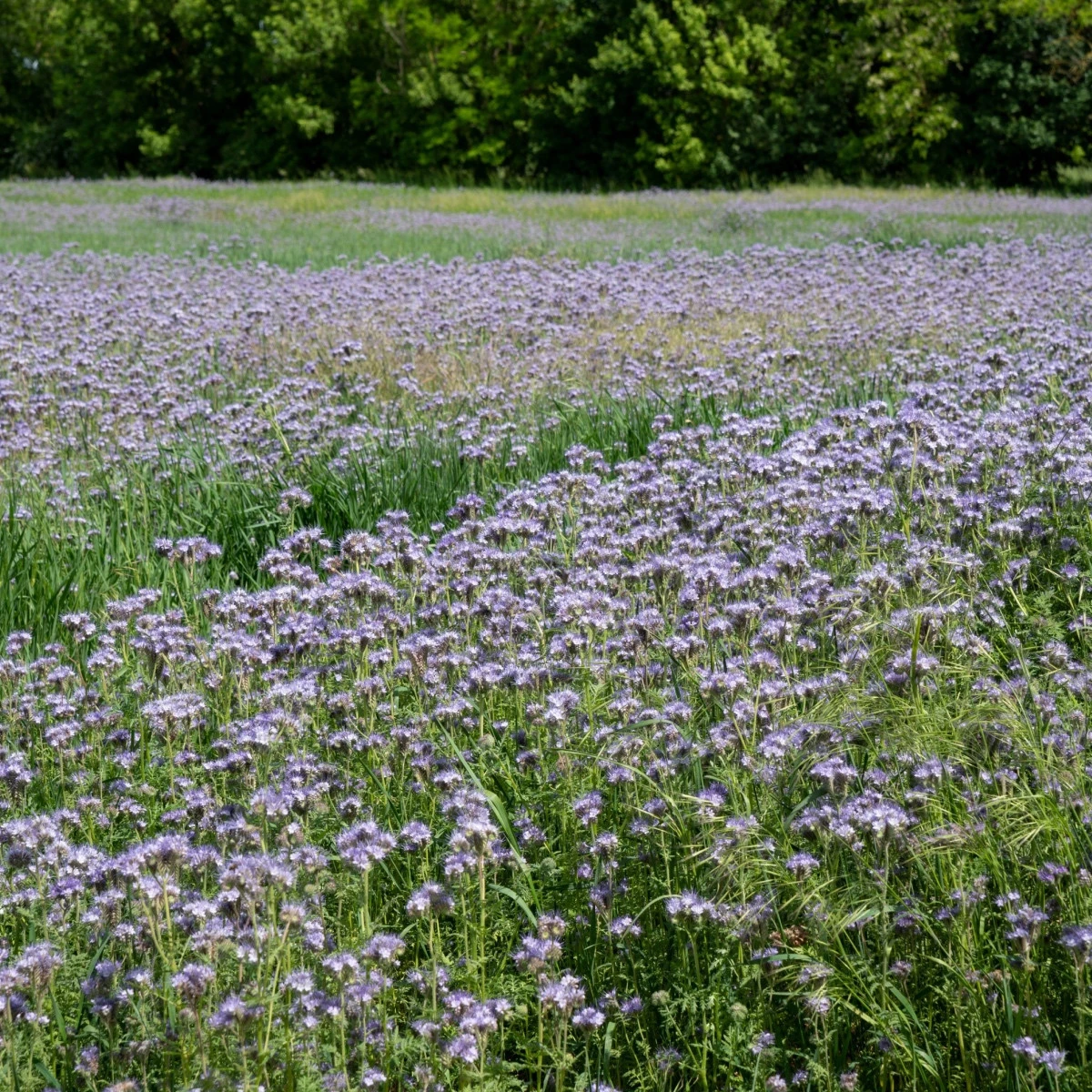 Svazenka vratičolistá - Phacelia tanacetifolia - semena svazenky - 50 ks