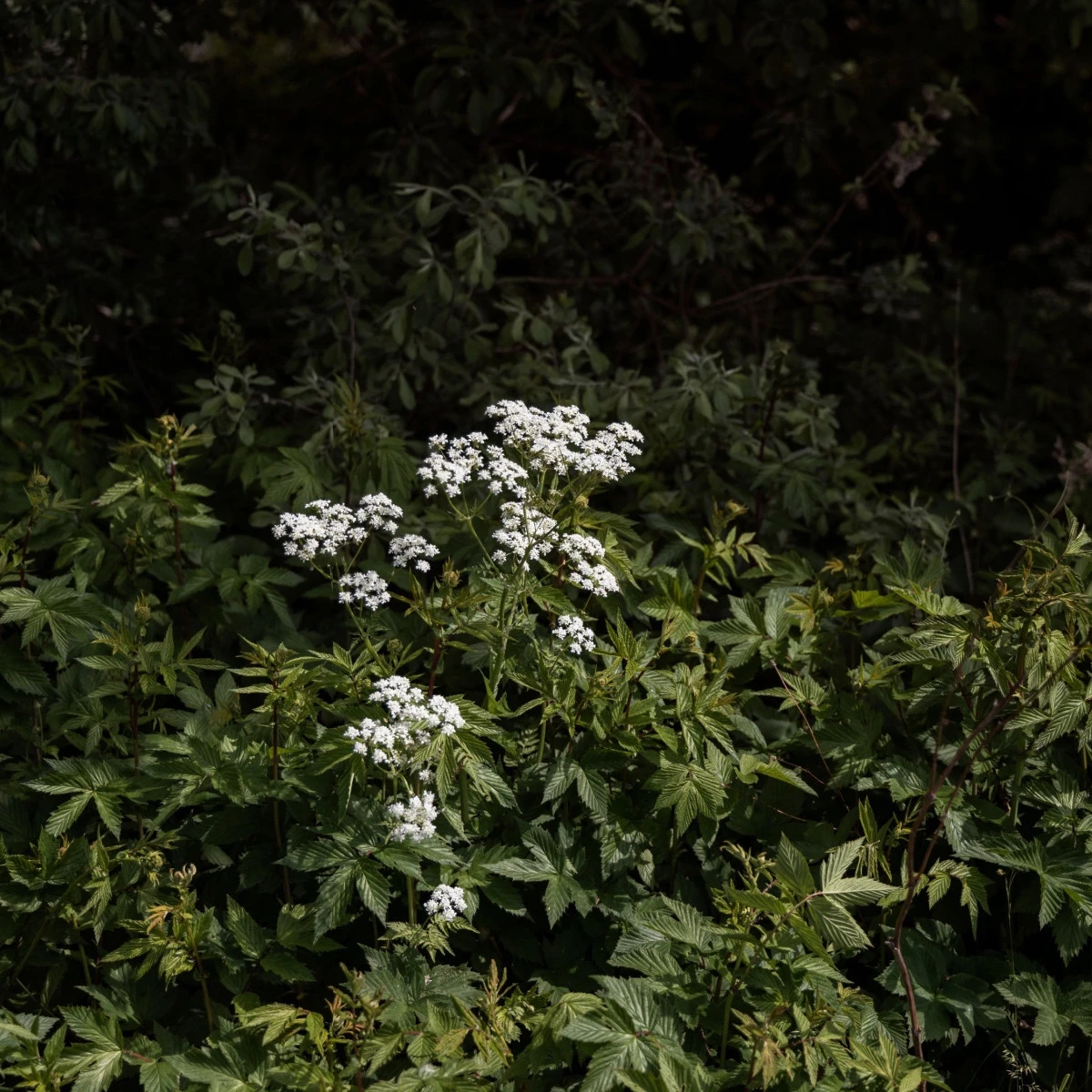 Bedrník obecný - Pimpinella saxifraga - semena bedrníku - 50 ks