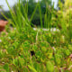 Šrucha zelná Golden - Portulaca oleracea - semena šruchy - 100 ks