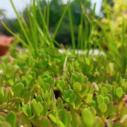 Šrucha zelná Golden - Portulaca oleracea - semena šruchy - 100 ks