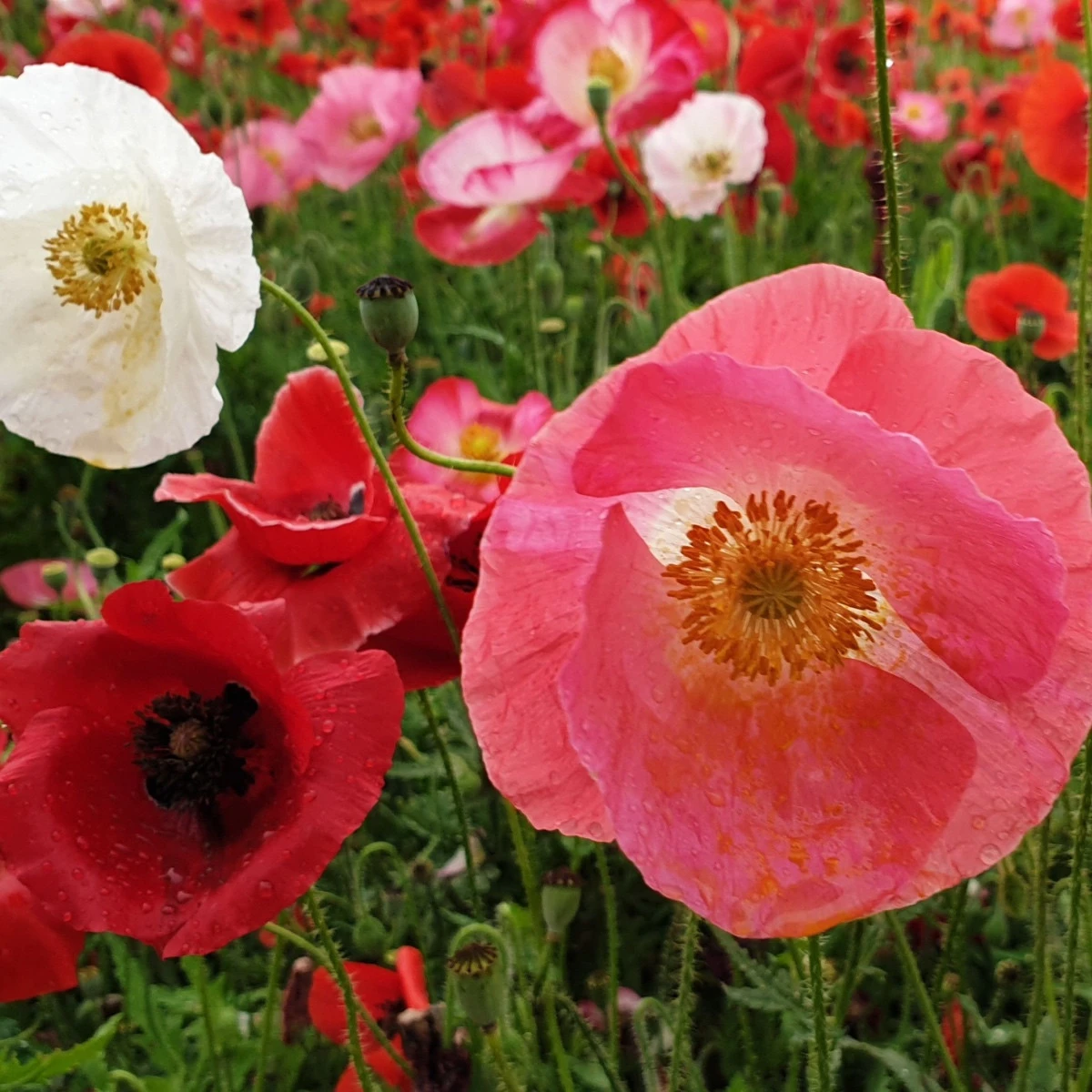 Vlčí mák směs - Papaver rhoeas - semena máku - 200 ks
