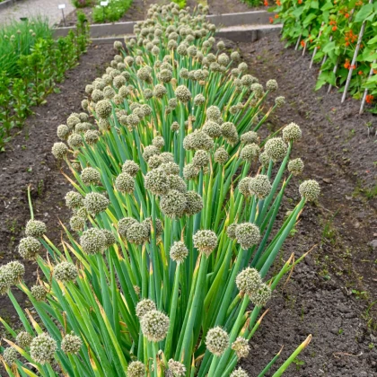 Cibule zimní - Česnek ošlejch - Allium fistulosum - semena cibule - 120 ks