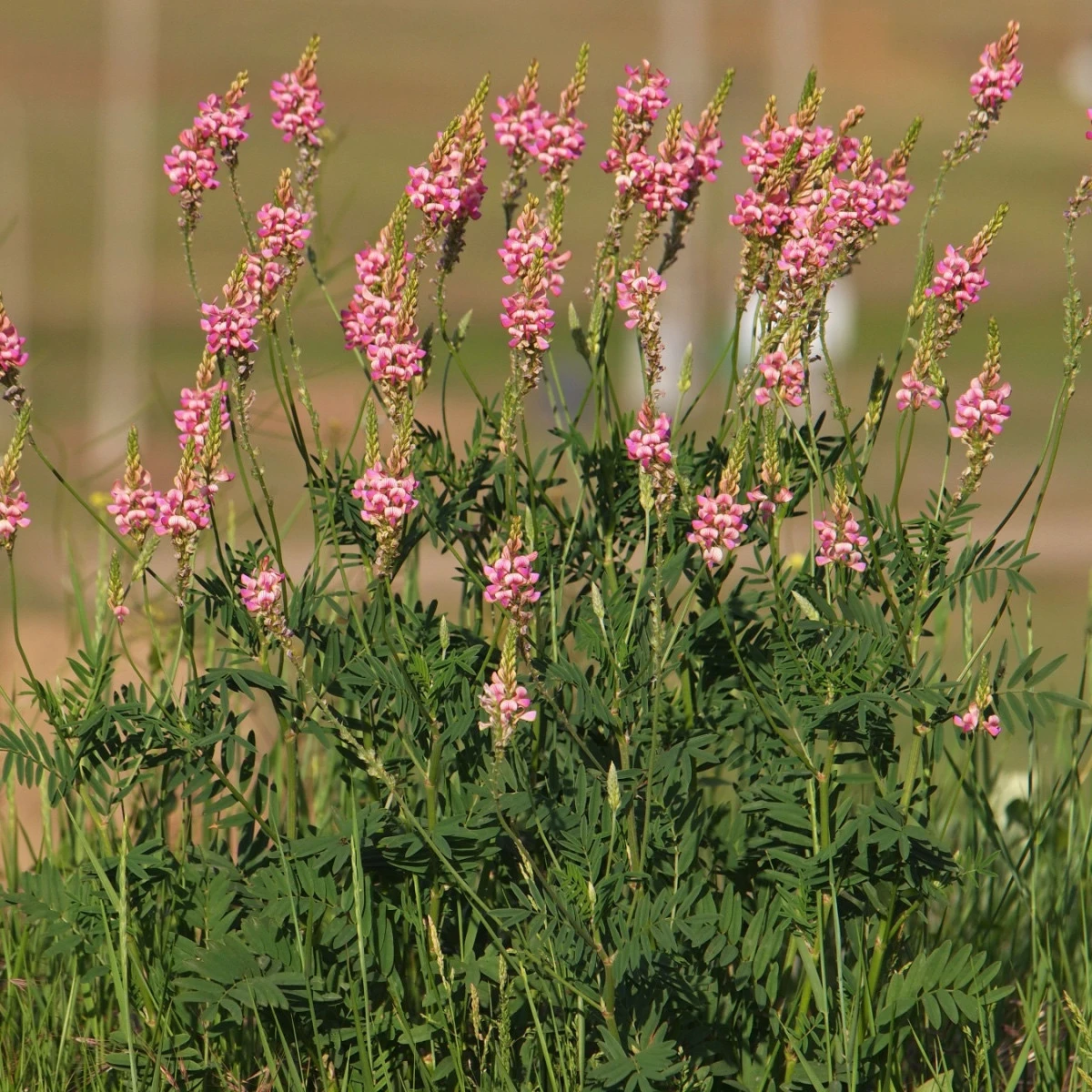 Vičenec ligrus - Onobrychis viciifolia - semena vičence - 50 ks