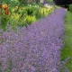 Šanta kočičí modrá - Nepeta faassenil - semena šanty - 15 ks