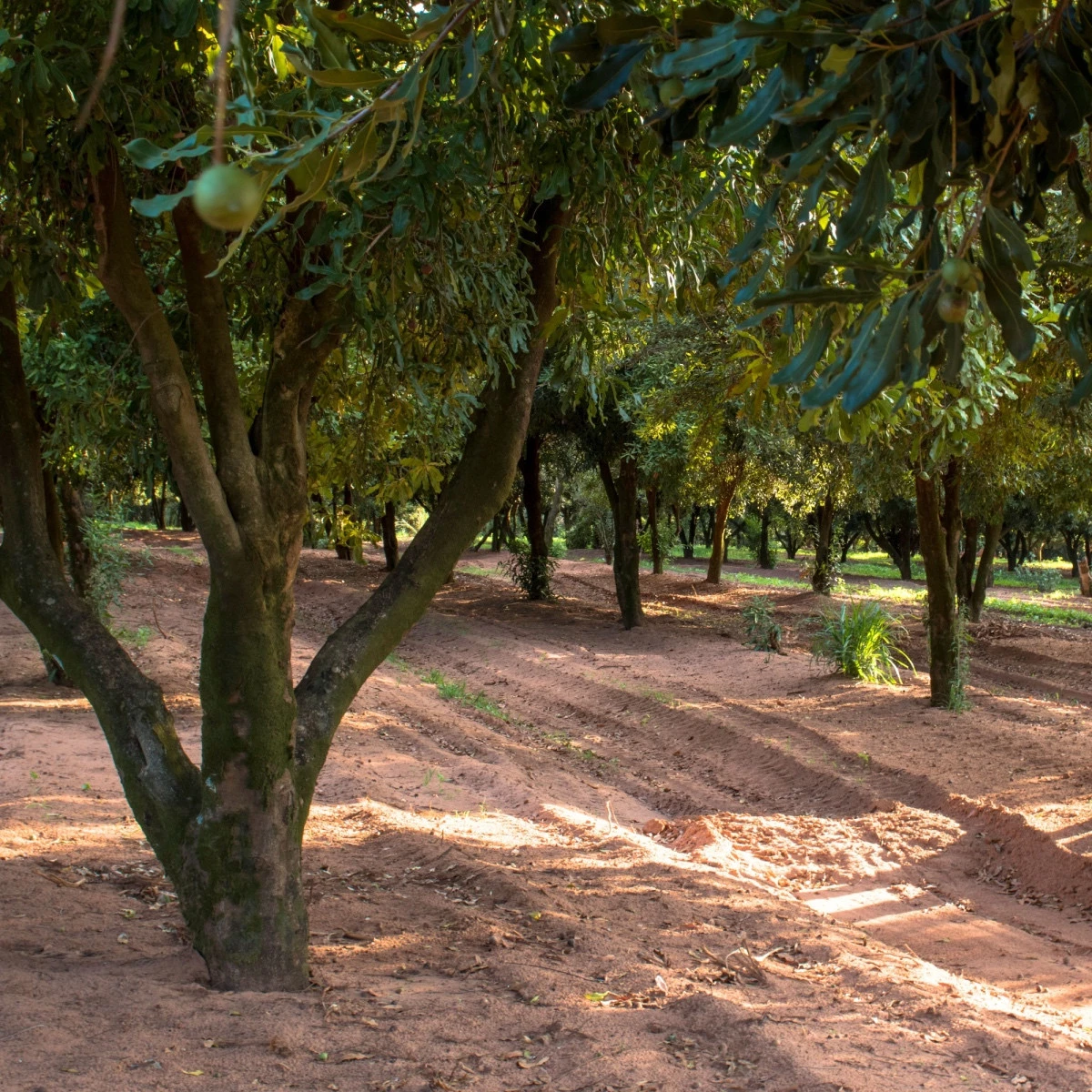 Makadamské oříšky - Macadamia integrifolia - semena makadamského oříšku - 2 ks