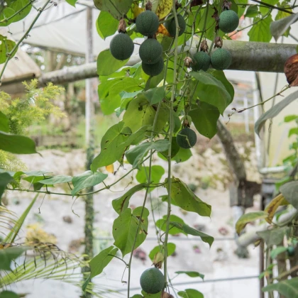 Mučenka pruhovaná - Passiflora ligularis - semena mučenky - 4 ks