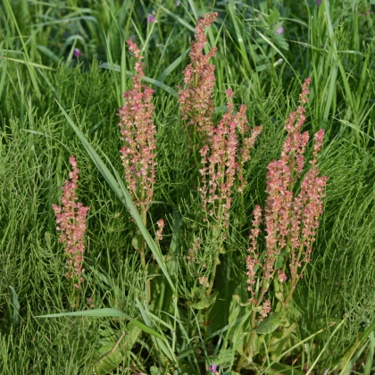 Šťovík kyselý - Rumex acetosa - semena šťovíku - 25 ks