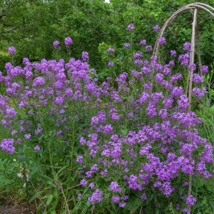 Večernice vonná - Hesperis matronalis - semena večernice - 100 ks