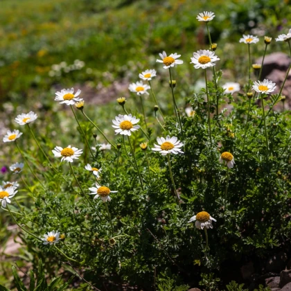 Heřmánek římský - Chamaemelum nobile - semena heřmánku - 500 ks