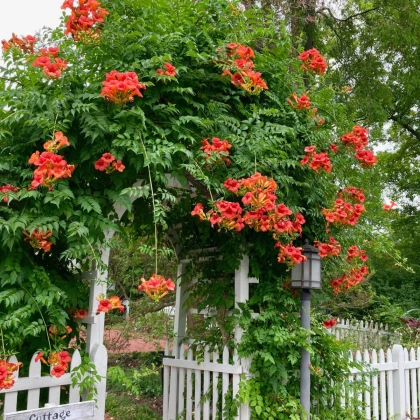 Trubač kořeňující - Campsis radicans - semena trubače - 10 ks