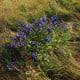 Hořec tolitovitý - Gentiana asclepiadea - pěstování