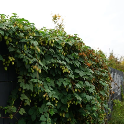 Chmel otáčivý - Humulus lupulus - semena chmelu - 20 ks
