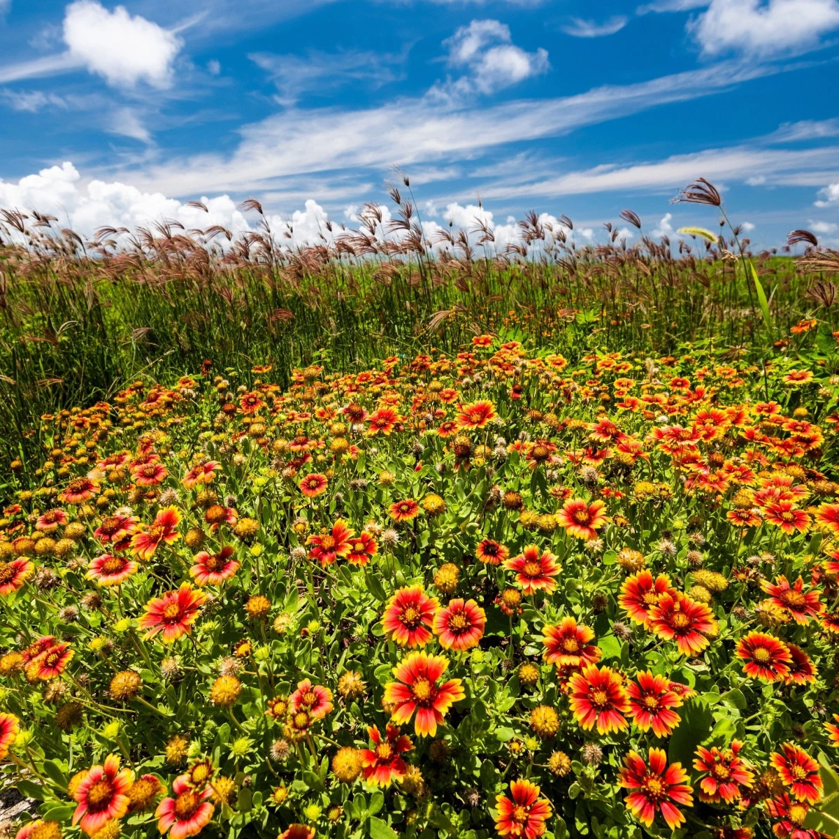 Kokarda jednoduchá - Gaillardia pulchella - semena kokardy - 0,3 g