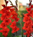 Gladiol Hunting song červený - Gladiolus - hlízy mečíku - 3 ks